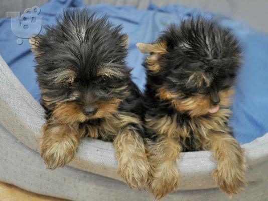 PoulaTo: Yorkshire Terrier